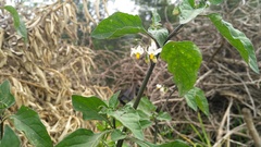 Solanum nigrum nigrum