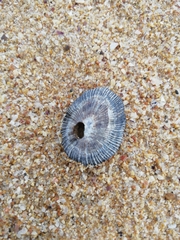 Siphonaria pectinata