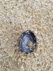 Siphonaria pectinata