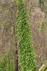Calystegia marginata