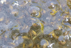 Lithobates palustris