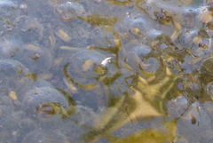 Lithobates palustris