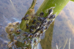 Lithobates palustris