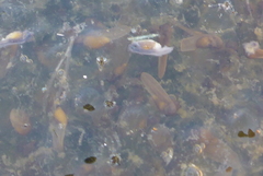 Lithobates palustris