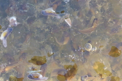 Lithobates palustris