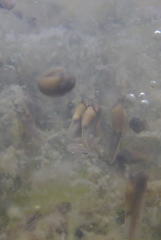 Lithobates palustris