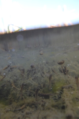 Lithobates palustris