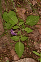 Solanum stoloniferum
