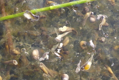 Lithobates palustris