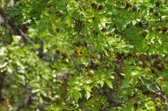 Anaplectes rubriceps