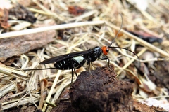 Callibracon capitator