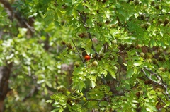 Anaplectes rubriceps