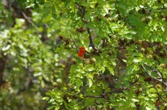 Anaplectes rubriceps