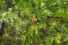 Anaplectes rubriceps