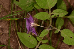 Solanum stoloniferum