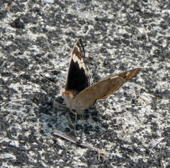 Junonia orithya ocyale
