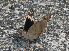 Junonia orithya ocyale