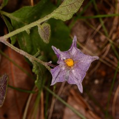 Solanum stoloniferum
