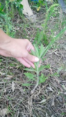 Nidorella ivifolia
