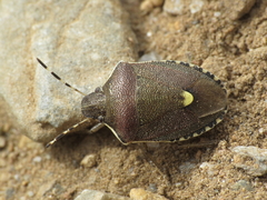 Holcostethus albipes