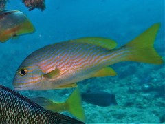 Plectorhinchus multivittatus