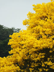 Handroanthus serratifolius
