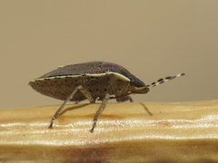 Holcostethus albipes
