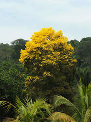 Handroanthus serratifolius