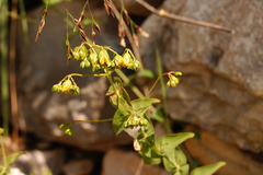 Hypericum aucheri