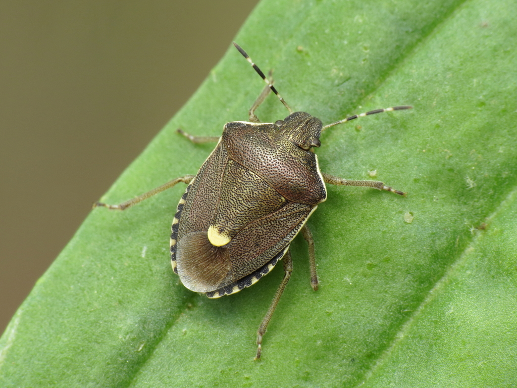 Holcostethus albipes