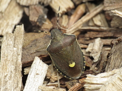 Holcostethus albipes