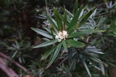 Cyathodes platystoma