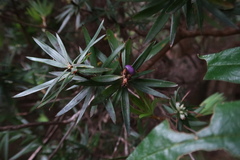 Cyathodes platystoma