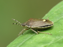 Holcostethus albipes