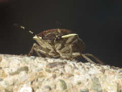 Holcostethus albipes