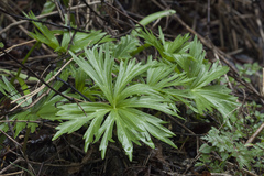 Delphinium schmalhausenii