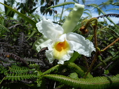 Sobralia virginalis