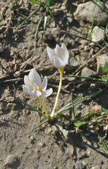 Crocus