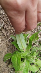Helichrysum foetidum