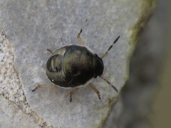 Holcostethus albipes