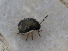 Holcostethus albipes