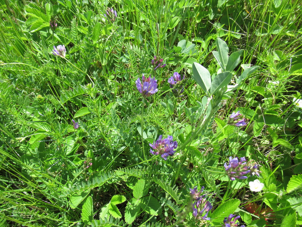 Purple Milk Vetch From Черемховский р н Иркутская обл Россия On June