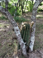 Echinopsis rhodotricha