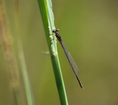 Enallagma dubium