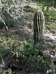 Echinopsis rhodotricha