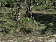 Echinopsis rhodotricha