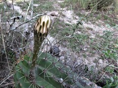 Echinopsis rhodotricha