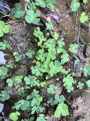 Marsilea minuta