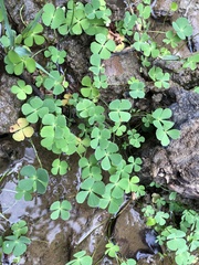 Marsilea minuta