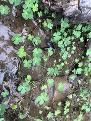 Marsilea minuta